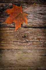 Autumn maple leaves on wooden background