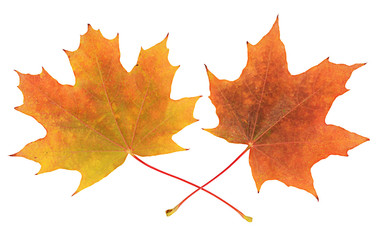 Autumn maple leaves isolated on white