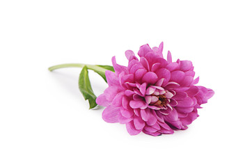 Flower pink chrysanthemums on a white background