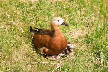 Duck and ducklings