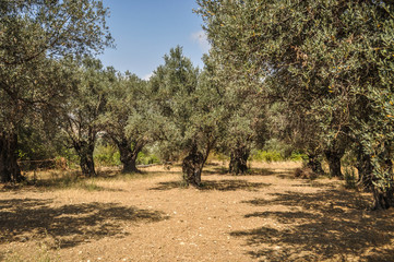 Greek olive grove
