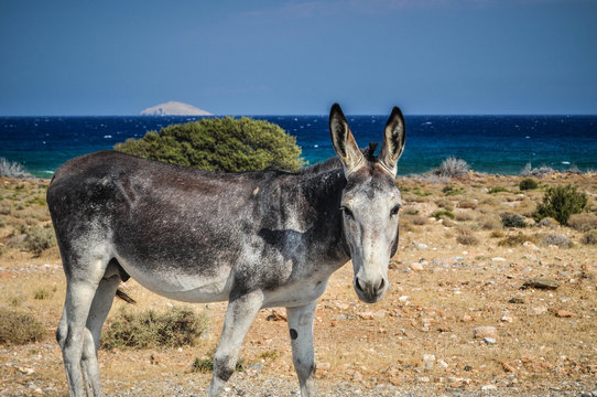 Greel donkey