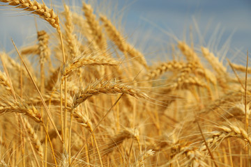 Obraz premium wheat closeup