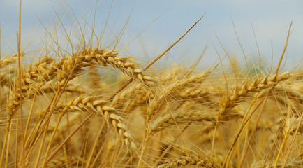 wheat closeup