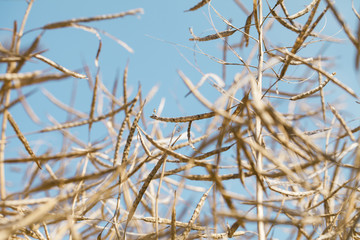 Kornfeld kurz vor der Ernte