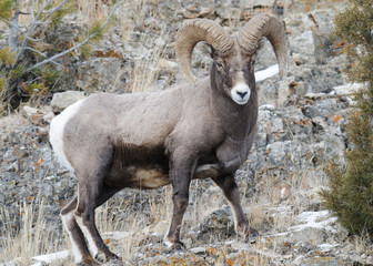 Bighorn Ram
