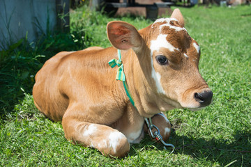 Naklejka na ściany i meble Little spotted calf lying on the grass.