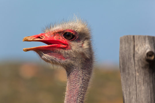 Head of an ostrich close up