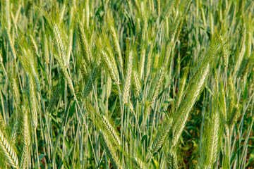 Hectares of barley