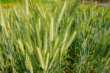Hectares of barley