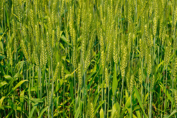 Hectares of barley