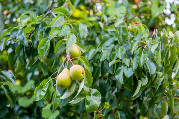 Pears on tree branch
