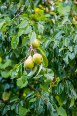 Pears on tree branch