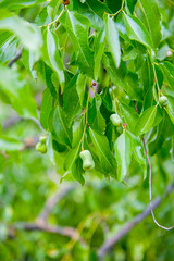 Young pears on tree branch
