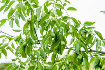Young pears on tree branch