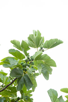 Branch of fig tree with ripe fruits