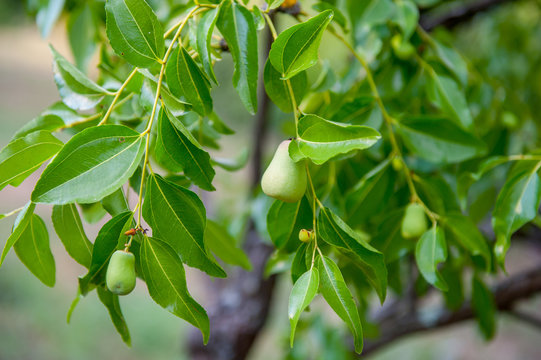 Young pears on tree branch