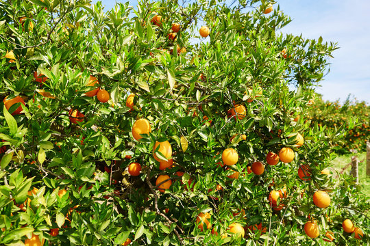 Beautiful orange grove in Northern Morocco