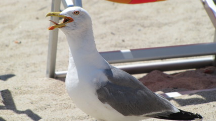 A close-up of a seagull on the beach