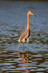 Reddish Egret, Indian River, Florida