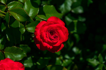 FLOWER 2015 B