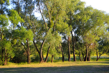Naklejka premium Park at summer.