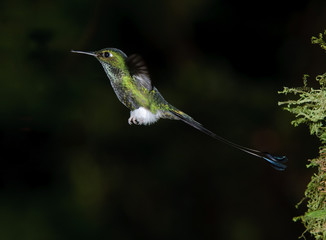 Booted Racket-tail Hummingbird