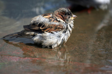 the ruffled Sparrow sitting in a puddle of water