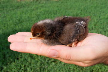 chick in hand