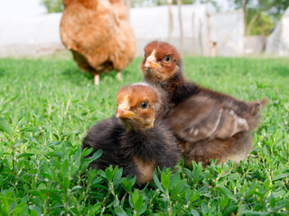 Black chick
