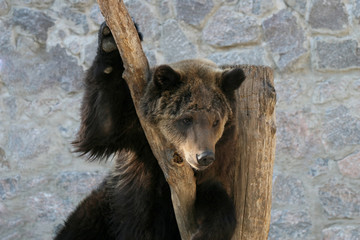brown bear clinging to a tree trunk