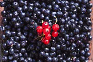 Red currant on blueberries