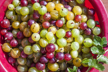 Ribes uva-crispa Gooseberries