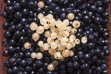 White currant on blueberries