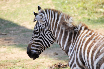 Fototapeta na wymiar Animals: Zebra's neck