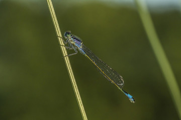 Große Pechlibelle (Ischnura elegans) sitzt an einem Grashalm