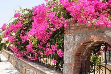 A typical turkish street with colorful flowers along the walkways, 2015