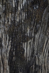 Obraz premium Tree bark texture