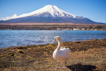 swan in yamanakako lake and fuji view