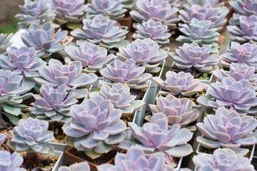 Cactus propagation in pots