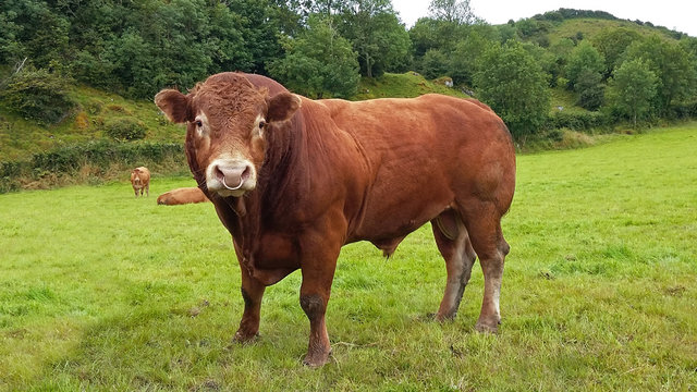 Stier auf der Weide, Irland