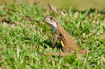 Leiolepis is waiting prey in the garden