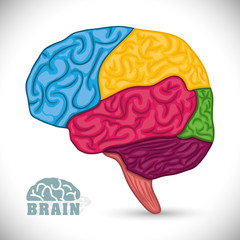 Human brain design.