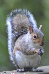 Fototapeta premium Squirrel eating nuts in my local park
