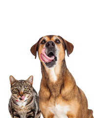 Cat and Dog Licking Lips Closeup
