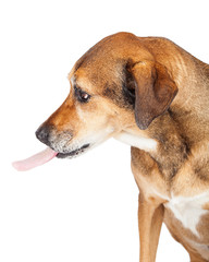 Funny Large Mixed Breed Dog Sticking Out Tongue