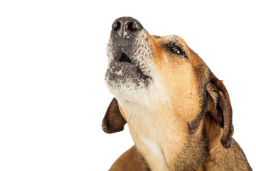 Head Shot Of Large Mixed Breed Dog Howling