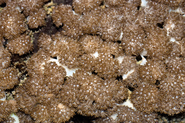soft coral, Nusa Penida, Indonesia
