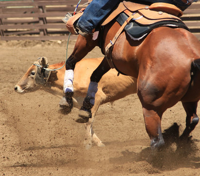 A cowboy is roping a cow with action and excitement.