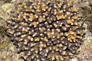 green coral, Nusa Penida, Indonesia